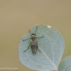 Boreoides subulatus (Wingless Soldier Fly) at Red Hill, ACT - 14 Apr 2020 by JonSteinbeck