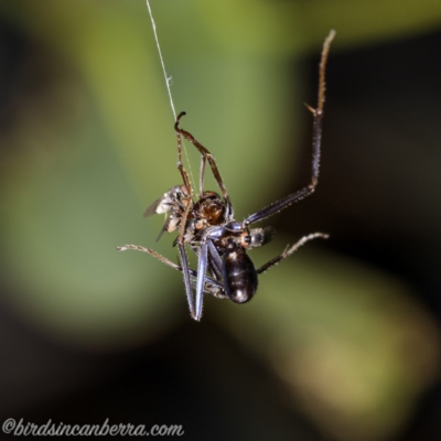Milichiidae (family) (Freeloader fly) at Hughes, ACT - 14 Apr 2020 by JonSteinbeck