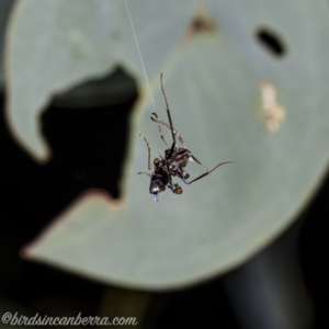 Milichiidae (family) at Hughes, ACT - 14 Apr 2020