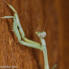 Pseudomantis albofimbriata at Hughes, ACT - 11 Apr 2020