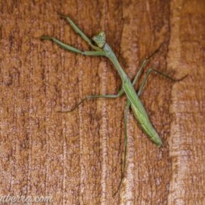 Pseudomantis albofimbriata at Hughes, ACT - 11 Apr 2020