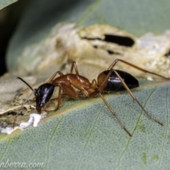 Camponotus consobrinus (Banded sugar ant) at Hughes, ACT - 14 Apr 2020 by JonSteinbeck