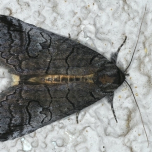 Prorocopis euxantha at Ainslie, ACT - 25 Nov 2019