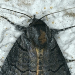 Prorocopis euxantha at Ainslie, ACT - 25 Nov 2019