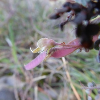 Bossiaea prostrata (Creeping Bossiaea) at Yass River, NSW - 9 May 2020 by SenexRugosus