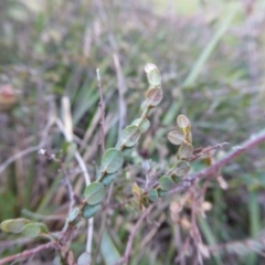 Bossiaea prostrata at Yass River, NSW - 9 May 2020 04:15 PM