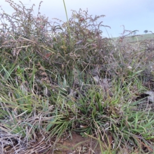 Bossiaea prostrata at Yass River, NSW - 9 May 2020