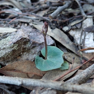 Acianthus collinus (Inland Mosquito Orchid) at Aranda, ACT - 4 May 2020 by CathB