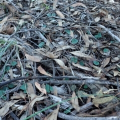 Acianthus collinus at Aranda, ACT - 4 May 2020