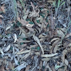 Acianthus collinus at Aranda, ACT - 4 May 2020