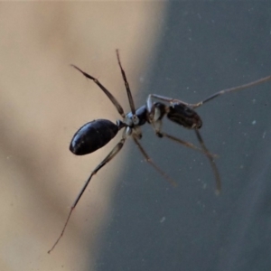 Camponotus claripes at Cook, ACT - 3 May 2020