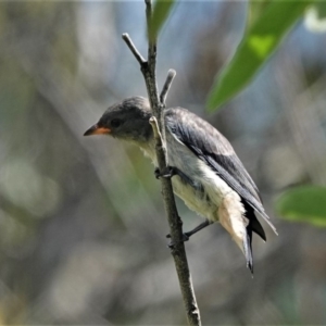 Dicaeum hirundinaceum at Black Range, NSW - 14 Jan 2019 09:34 AM
