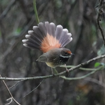 Rhipidura rufifrons (Rufous Fantail) at Black Range, NSW - 22 Feb 2019 by AndrewMcCutcheon