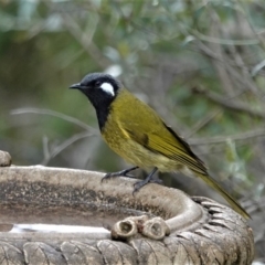 Nesoptilotis leucotis (White-eared Honeyeater) at Black Range, NSW - 18 Jun 2019 by AndrewMcCutcheon