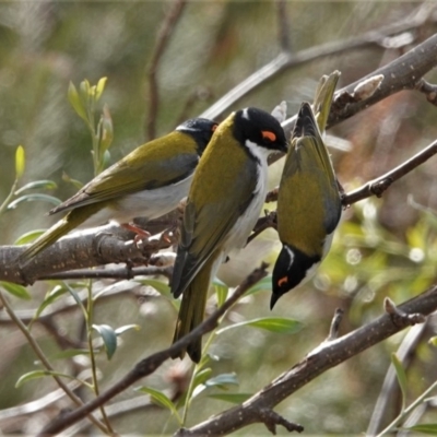 Melithreptus lunatus (White-naped Honeyeater) at Black Range, NSW - 16 Aug 2019 by AndrewMcCutcheon