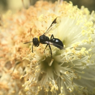 Hylaeus sp. (genus) (A masked bee) at Mogo, NSW - 23 Oct 2019 by PeterA