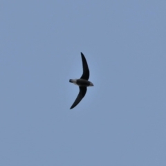 Hirundapus caudacutus (White-throated Needletail) at Black Range, NSW - 29 Nov 2019 by AndrewMcCutcheon