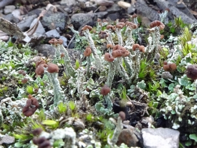 Cladonia sp. (genus) (Cup Lichen) at O'Connor, ACT - 8 May 2020 by JanetRussell