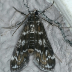 Hygraula nitens (Pond Moth) at Ainslie, ACT - 25 Nov 2019 by jb2602