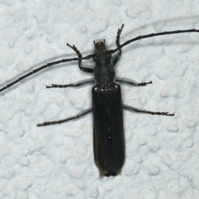 Neostenus saundersii (A longhorn beetle) at Ainslie, ACT - 25 Nov 2019 by jb2602