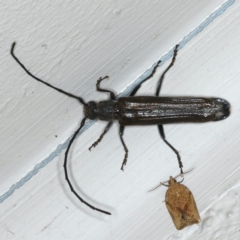 Neostenus saundersii at Ainslie, ACT - 25 Nov 2019