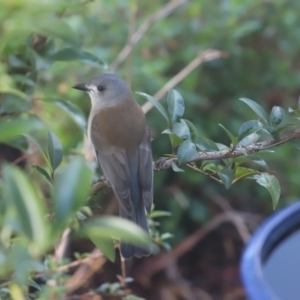 Colluricincla harmonica at Cook, ACT - 9 May 2020