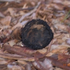 Unverified Fungus at Fowles St. Woodland, Weston - 11 Mar 2020 by AliceH