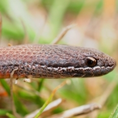 Drysdalia coronoides (White-lipped Snake) at Mount Clear, ACT - 24 Mar 2013 by Harrisi