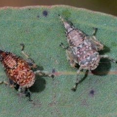 Cicadellidae (family) (Unidentified leafhopper) at Hackett, ACT - 12 Oct 2012 by Harrisi