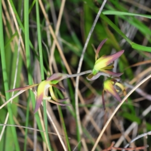 Lyperanthus suaveolens at Hackett, ACT - suppressed