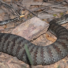 Acanthophis antarcticus (Common Death Adder) at Araluen, NSW - 2 Apr 2012 by Harrisi