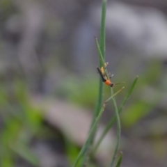 Chauliognathus tricolor (Tricolor soldier beetle) at Wamboin, NSW - 20 Apr 2020 by natureguy