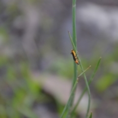 Chauliognathus tricolor at Wamboin, NSW - 20 Apr 2020