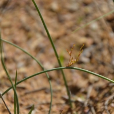 Juncus sp. (A Rush) at Wamboin, NSW - 20 Apr 2020 by natureguy