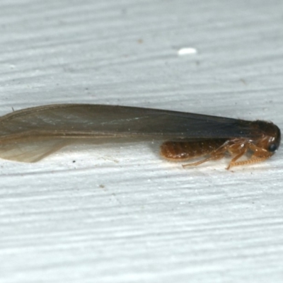 Termitoidae (informal group) (Unidentified termite) at Ainslie, ACT - 24 Nov 2019 by jb2602