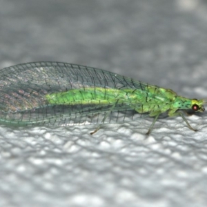 Apertochrysa edwardsi at Ainslie, ACT - 24 Nov 2019