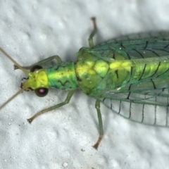 Apertochrysa edwardsi at Ainslie, ACT - 24 Nov 2019