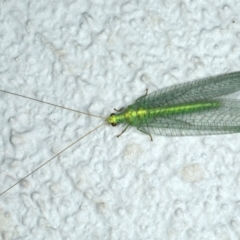 Apertochrysa edwardsi at Ainslie, ACT - 24 Nov 2019