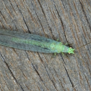 Mallada signatus at Ainslie, ACT - 24 Nov 2019 11:13 PM