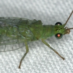 Mallada signatus at Ainslie, ACT - 24 Nov 2019 11:13 PM