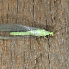 Mallada signatus at Ainslie, ACT - 24 Nov 2019 11:13 PM