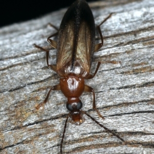 Euomma lateralis at Ainslie, ACT - 24 Nov 2019