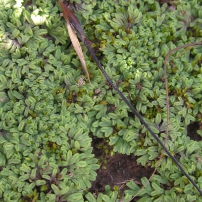 Riccia subbifurca (Liverwort) at Hackett, ACT - 8 May 2020 by pinnaCLE