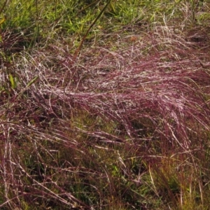 Tripogonella loliiformis at Macgregor, ACT - 6 May 2020