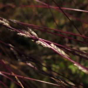 Tripogonella loliiformis at Macgregor, ACT - 6 May 2020