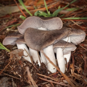 Tricholoma terreum at Jerrabomberra, ACT - 10 May 2020