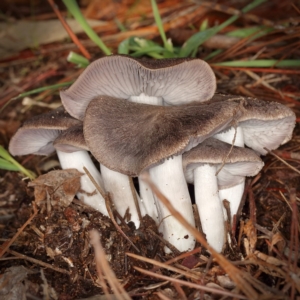 Tricholoma terreum at Jerrabomberra, ACT - 10 May 2020 11:49 AM