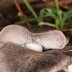 Tricholoma terreum at Jerrabomberra, ACT - 10 May 2020 11:49 AM