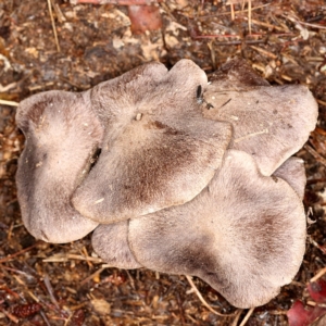 Tricholoma terreum at Jerrabomberra, ACT - 10 May 2020 11:49 AM