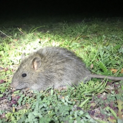 Rattus rattus (Black Rat) at Rendezvous Creek, ACT - 27 Mar 2020 by AdamHenderson